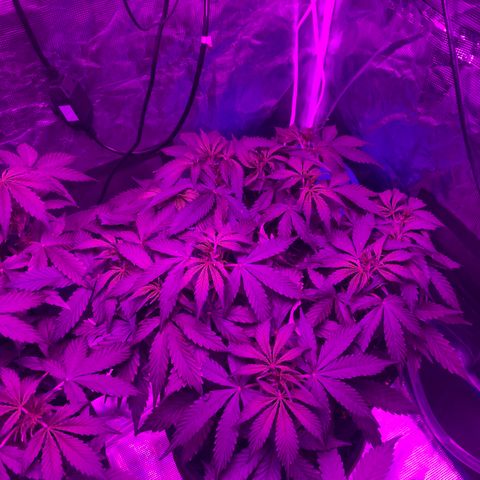 Pasta_and_Prerolls growlog timeline photo