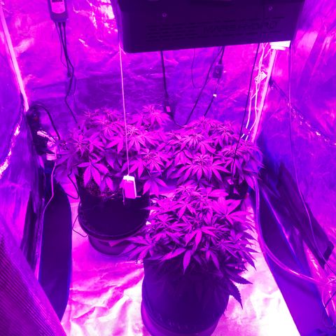Pasta_and_Prerolls growlog timeline photo