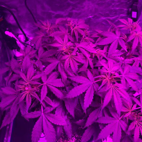 Pasta_and_Prerolls growlog timeline photo
