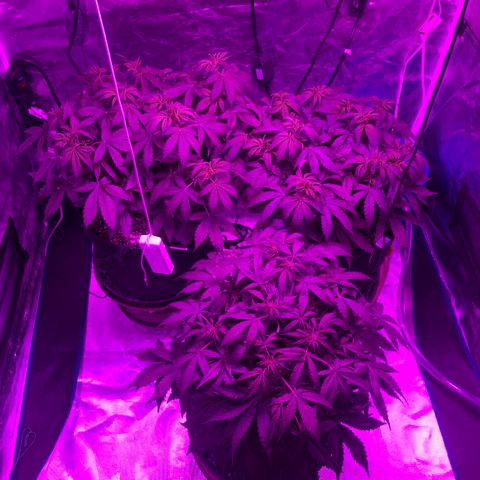 Pasta_and_Prerolls growlog timeline photo