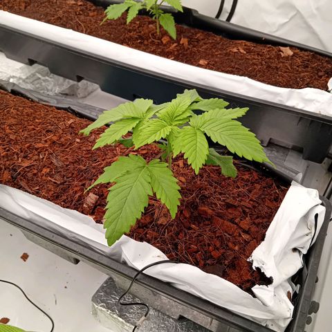 Royal Cookies  #1🇩🇪 growlog timeline photo