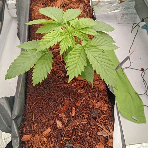 Royal Cookies  #1🇩🇪 growlog timeline photo