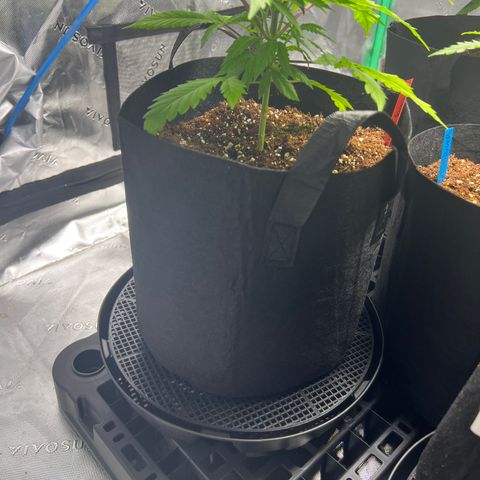 Sundae Driver growlog timeline photo