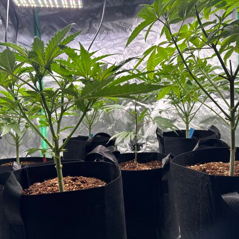 Chocolate Haze growlog photo: Bottom trim