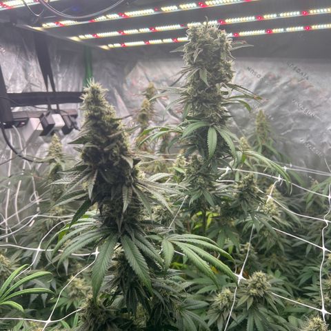 Sundae Driver growlog photo: Monsters!