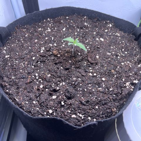 Do-Si-Dos Automatic growlog photo: Woche 1 fertig