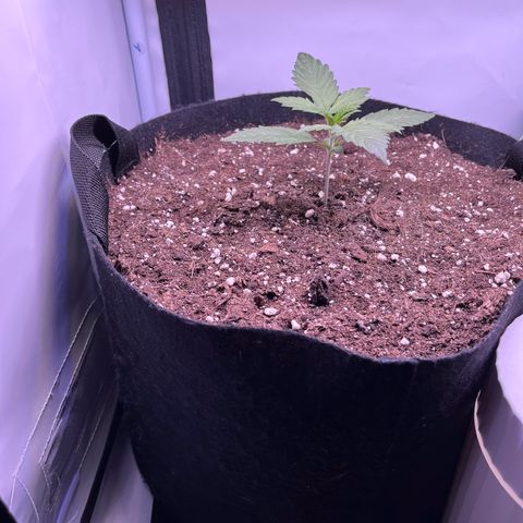 Do-Si-Dos Automatic growlog timeline photo