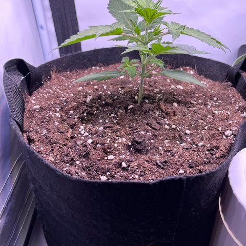 Do-Si-Dos Automatic growlog timeline photo