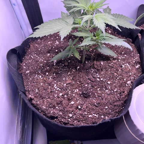 Do-Si-Dos Automatic growlog timeline photo