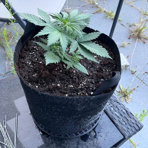 Do-Si-Dos Automatic growlog photo: Morgens um 6h vom Aufzuchtzelt nach draußen umgesetzt