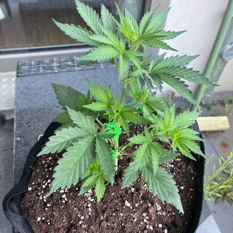 Do-Si-Dos Automatic growlog timeline photo