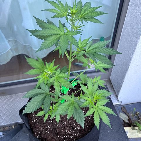 Do-Si-Dos Automatic growlog timeline photo