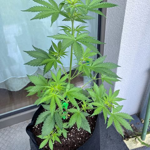 Do-Si-Dos Automatic growlog timeline photo
