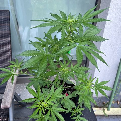 Do-Si-Dos Automatic growlog timeline photo