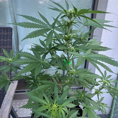 Do-Si-Dos Automatic growlog timeline photo