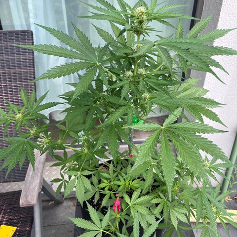 Do-Si-Dos Automatic growlog timeline photo