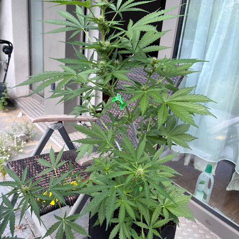 Do-Si-Dos Automatic growlog timeline photo