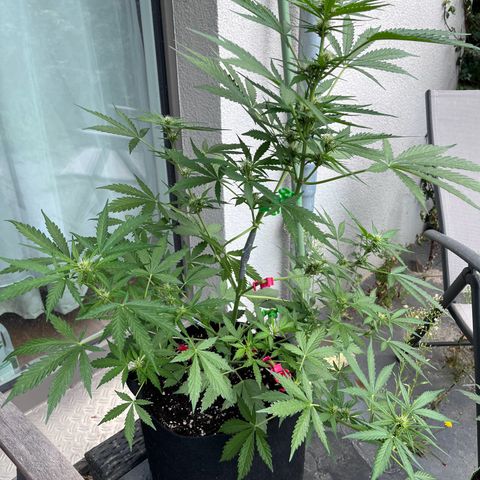 Do-Si-Dos Automatic growlog timeline photo