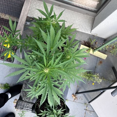 Do-Si-Dos Automatic growlog timeline photo