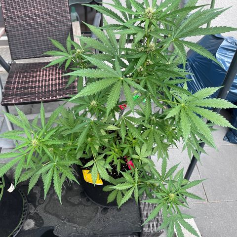 Do-Si-Dos Automatic growlog timeline photo