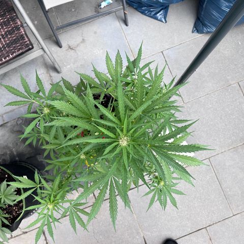 Do-Si-Dos Automatic growlog timeline photo