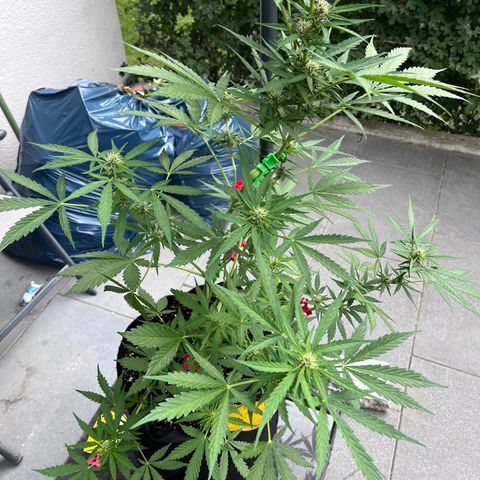 Do-Si-Dos Automatic growlog timeline photo