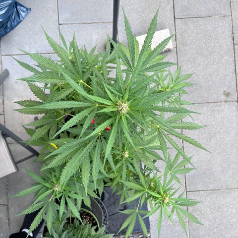 Do-Si-Dos Automatic growlog timeline photo