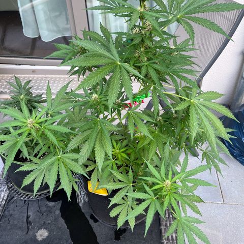 Do-Si-Dos Automatic growlog timeline photo