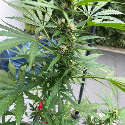Do-Si-Dos Automatic growlog timeline photo