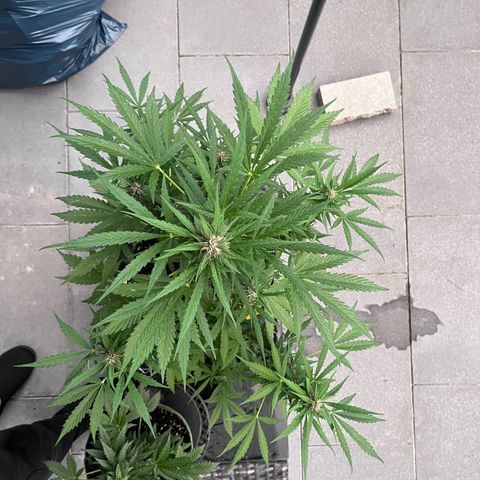 Do-Si-Dos Automatic growlog timeline photo