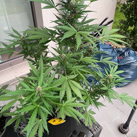 Do-Si-Dos Automatic growlog timeline photo