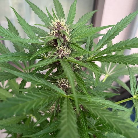 Do-Si-Dos Automatic growlog timeline photo