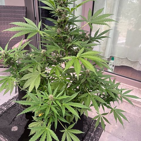 Do-Si-Dos Automatic growlog timeline photo