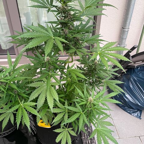 Do-Si-Dos Automatic growlog timeline photo