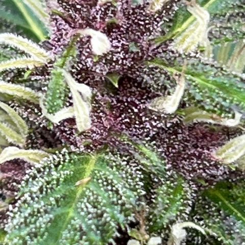 Do-Si-Dos Automatic growlog timeline photo