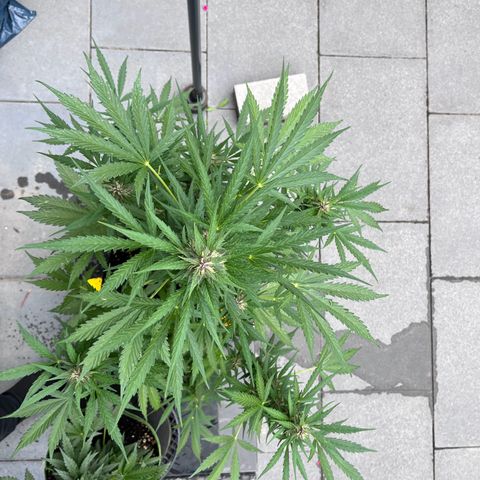 Do-Si-Dos Automatic growlog timeline photo