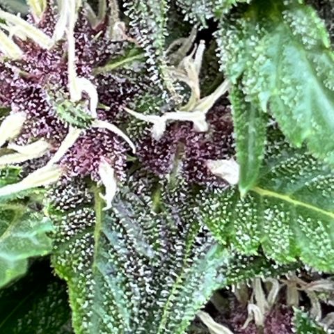 Do-Si-Dos Automatic growlog timeline photo