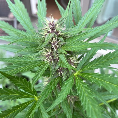 Do-Si-Dos Automatic growlog timeline photo