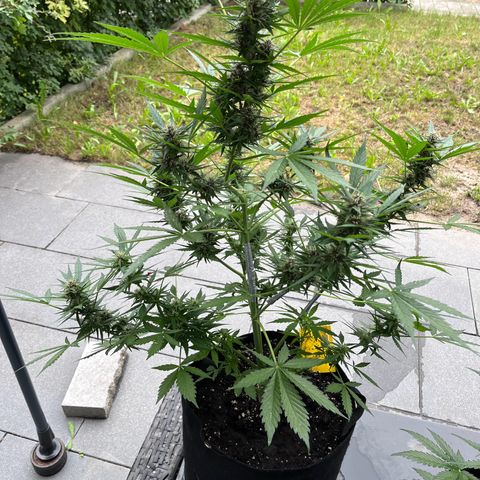 Do-Si-Dos Automatic growlog timeline photo
