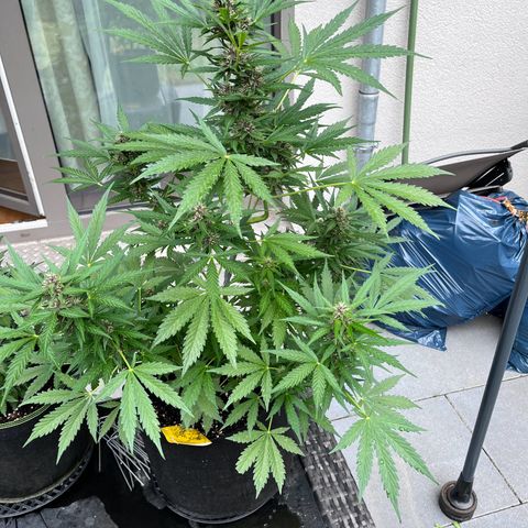 Do-Si-Dos Automatic growlog timeline photo