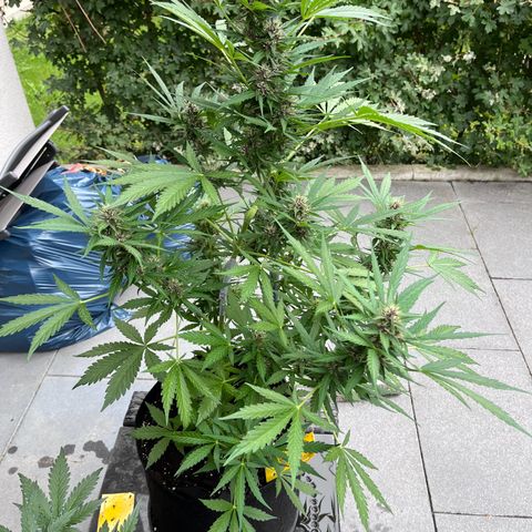 Do-Si-Dos Automatic growlog timeline photo