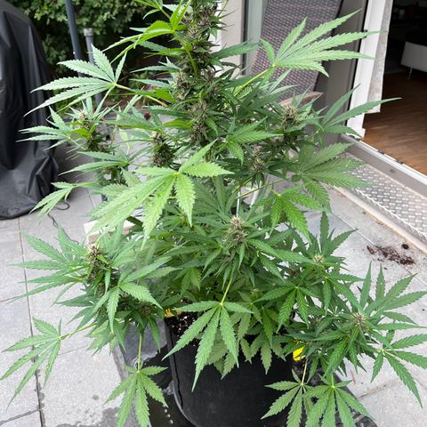 Do-Si-Dos Automatic growlog timeline photo