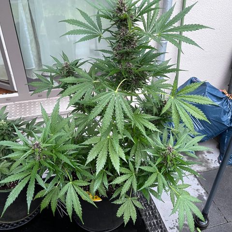 Do-Si-Dos Automatic growlog timeline photo