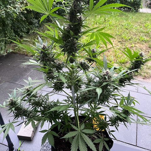 Do-Si-Dos Automatic growlog timeline photo