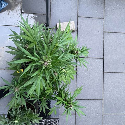 Do-Si-Dos Automatic growlog timeline photo