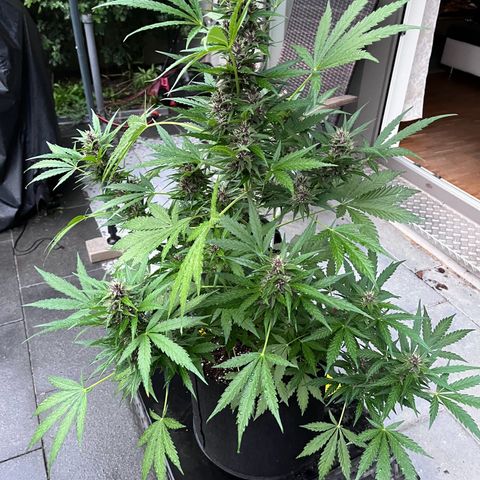 Do-Si-Dos Automatic growlog timeline photo