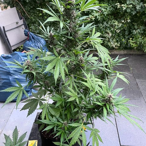 Do-Si-Dos Automatic growlog timeline photo