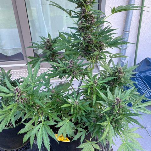 Do-Si-Dos Automatic growlog timeline photo
