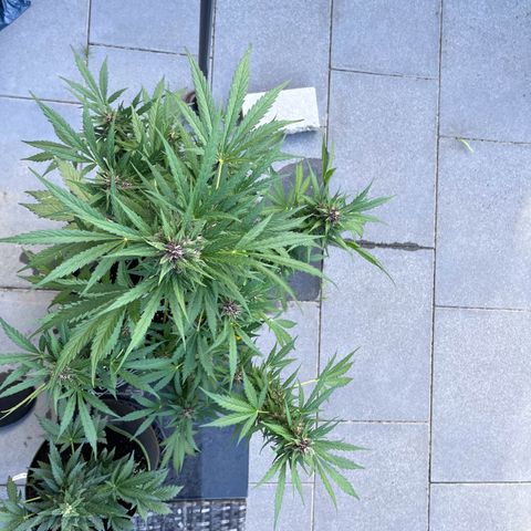 Do-Si-Dos Automatic growlog timeline photo