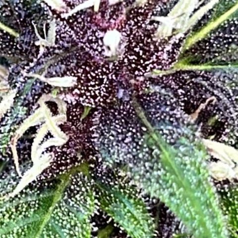 Do-Si-Dos Automatic growlog timeline photo